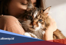 Mitos Memelihara Kucing saat Hamil, Benarkah Berbahaya?