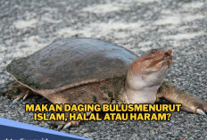 Halalkah Memakan Daging Bulus Menurut Islam? Ini Penjelasannya