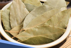 Belum Banyak yang Tahu, Ternyata Ada Banyak Manfaat Daun Salam untuk Kecantikan