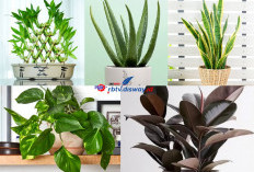 Tanam Depan Rumah! Tumbuhan Ini Bakal Bawa Rezeki untuk Pemilik