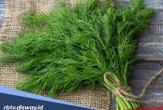 5 Manfaat Daun Adas untuk Kesehatan jika Rutin Dikonsumsi 