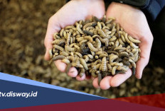 Budidaya Maggot, Cara Mudah Mengubah Sampah Jadi Pakan Bernilai