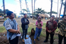 Viral Ada Oknum Tebang Pohon di Pantai Panjang, Pemkot Langsung Turun Cek Lokasi