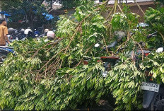 Angin Kencang, Dahan Pohon Patah Timpa Sejumlah Motor di Parkiran Kantor Bupati Rejang Lebong