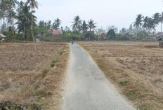 Dampak Kekeringan, Ribuan Hektare Lahan Sawah di Kabupaten Kaur Tidak Bisa Dimanfaatkan
