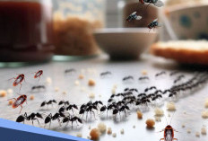 Cara Mengusir Semut, Lalat, dan Kecoak di Dapur Secara Alami Tanpa Racun Kimia