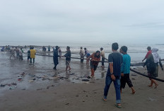 Sarat Makna, Narik Pukek Dalam Festival Botoi-botoi Warisan Leluhur Kota Bengkulu