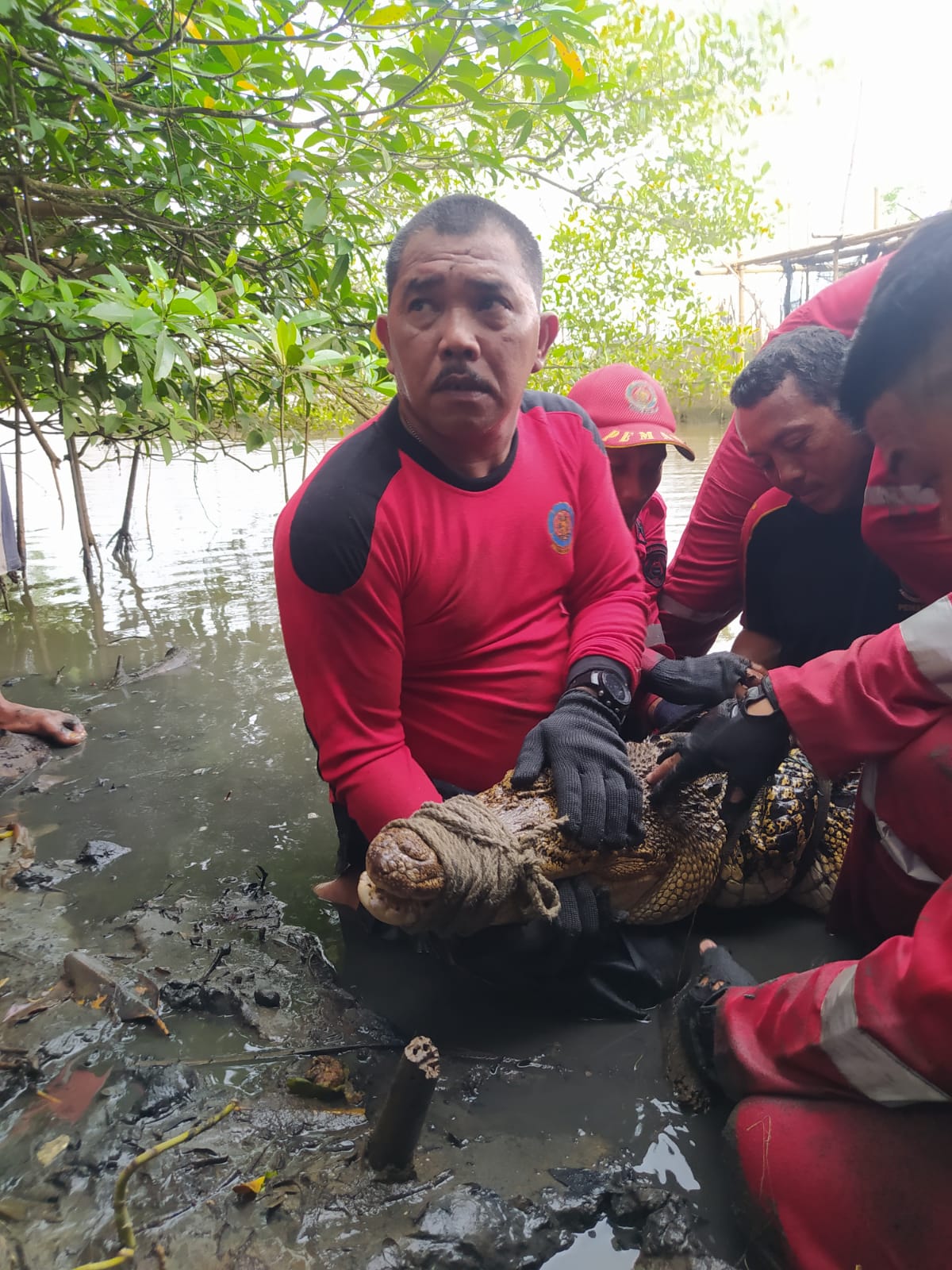 Dinas PBK Tangkap 1 Ekor Buaya di  Muaro Jenggalu