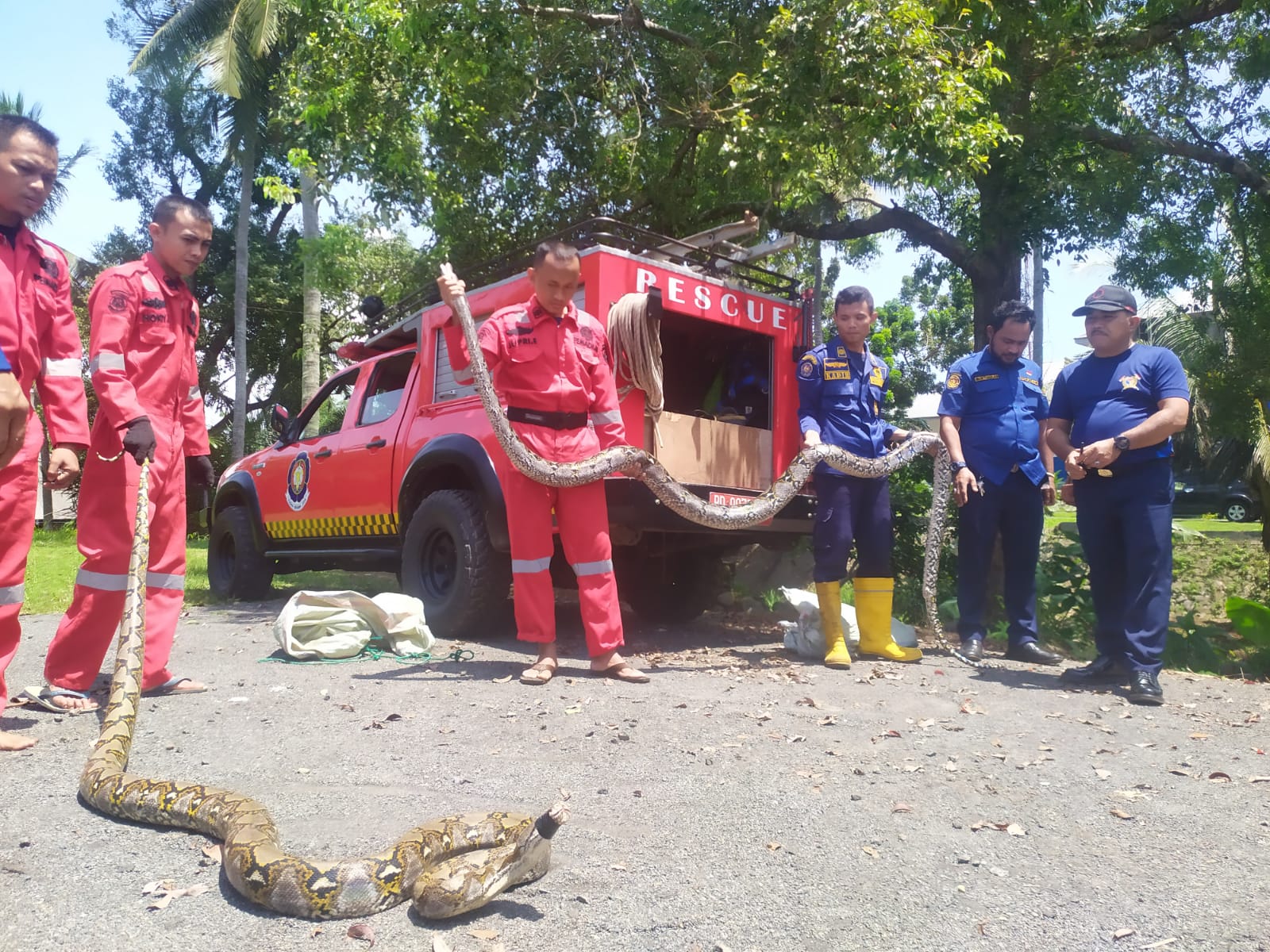 PBK Kota Tangkap Python 5 Meter