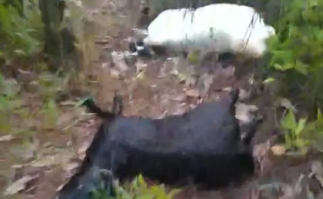 Binatang Buas Terkam 10 Ekor Kambing di Desa Padang Pelawi