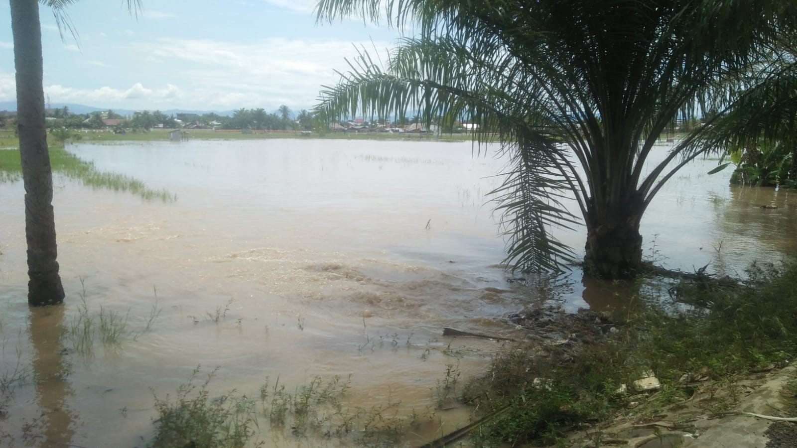 Dilanda Banjir, Petani Terancam Gagal Panen