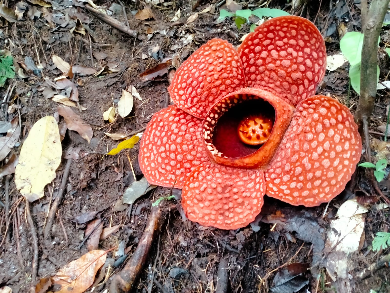 Rafflesia Kemumu Mekar Sempurna