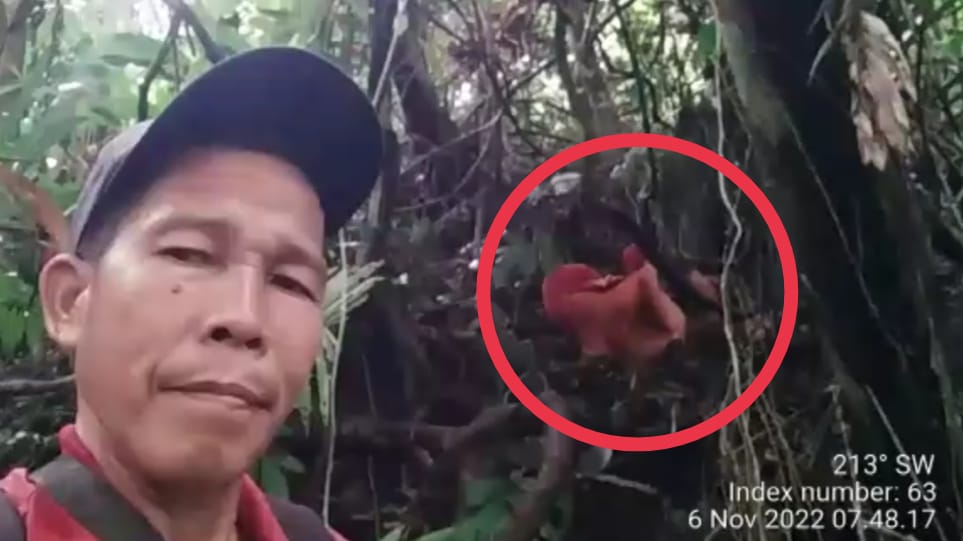 Bunga Rafflesia Kembali Mekar di Lubuk Resam