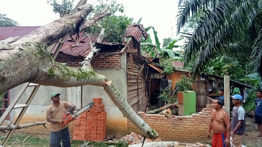 Rumah Warga Desa Sidoluhur Tertimpa Pohon Akasia