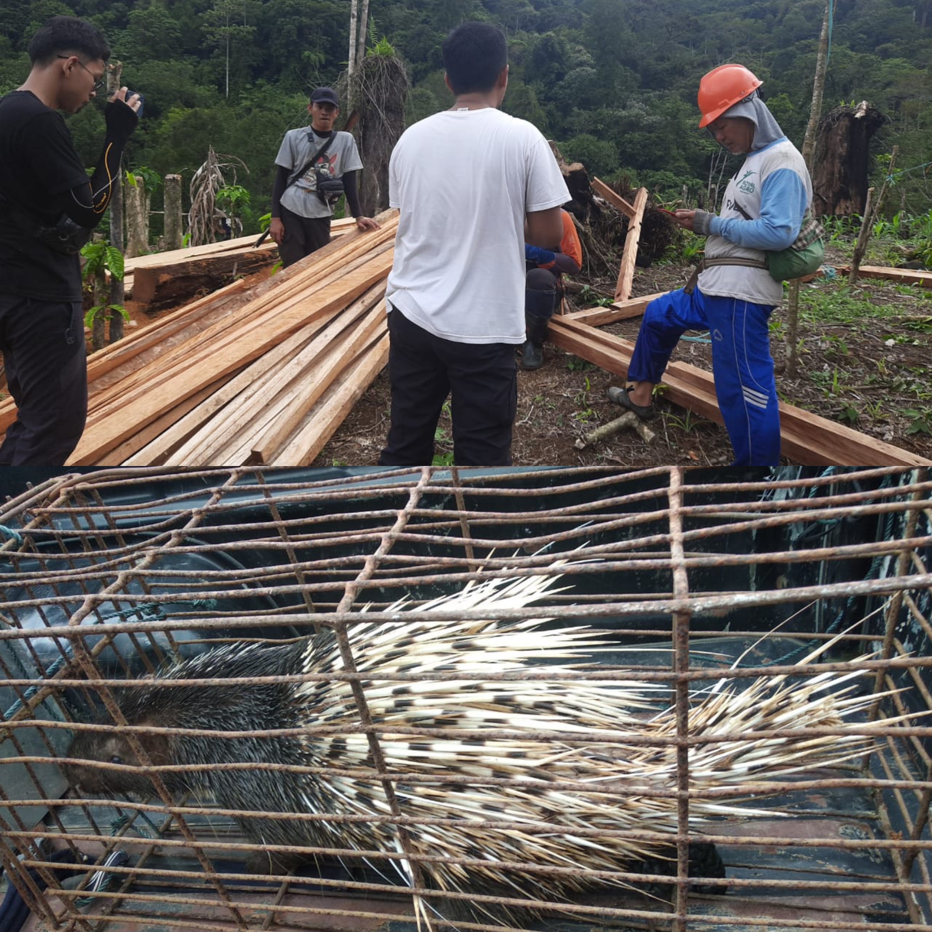 Seminggu Ops Wanalaga, Polda Bengkulu Amankan 13 Pelaku